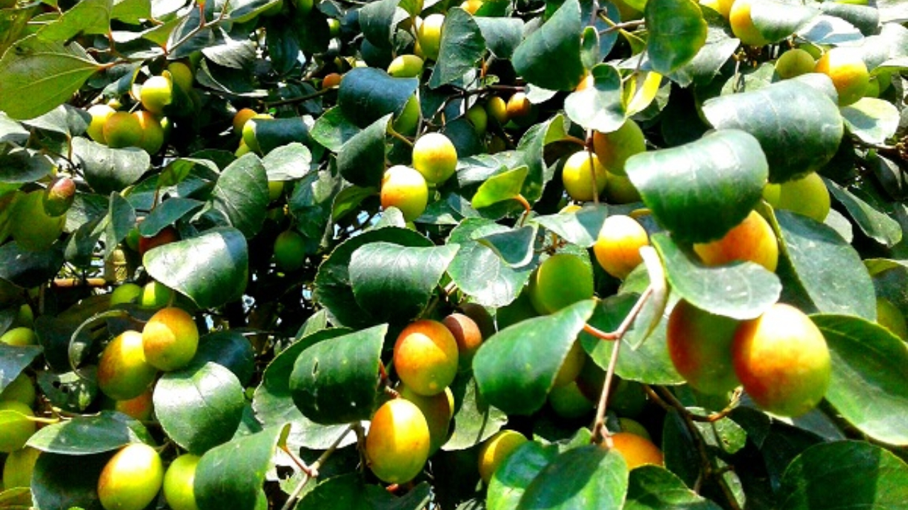 সরস্বতী পুজো এবং কুলের নস্টালজিয়া