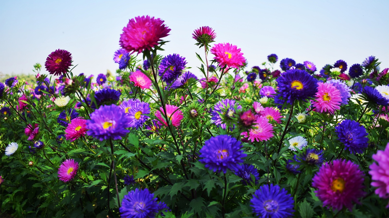 ক্ষীরাই – বাংলার নিজস্ব ফুলের উপত্যকা