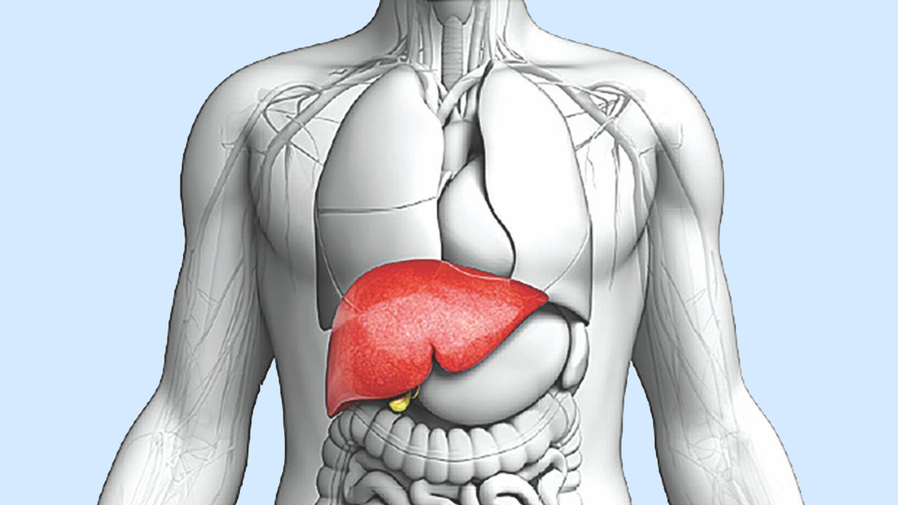 লিভার সুস্থ রাখবেন কিভাবে