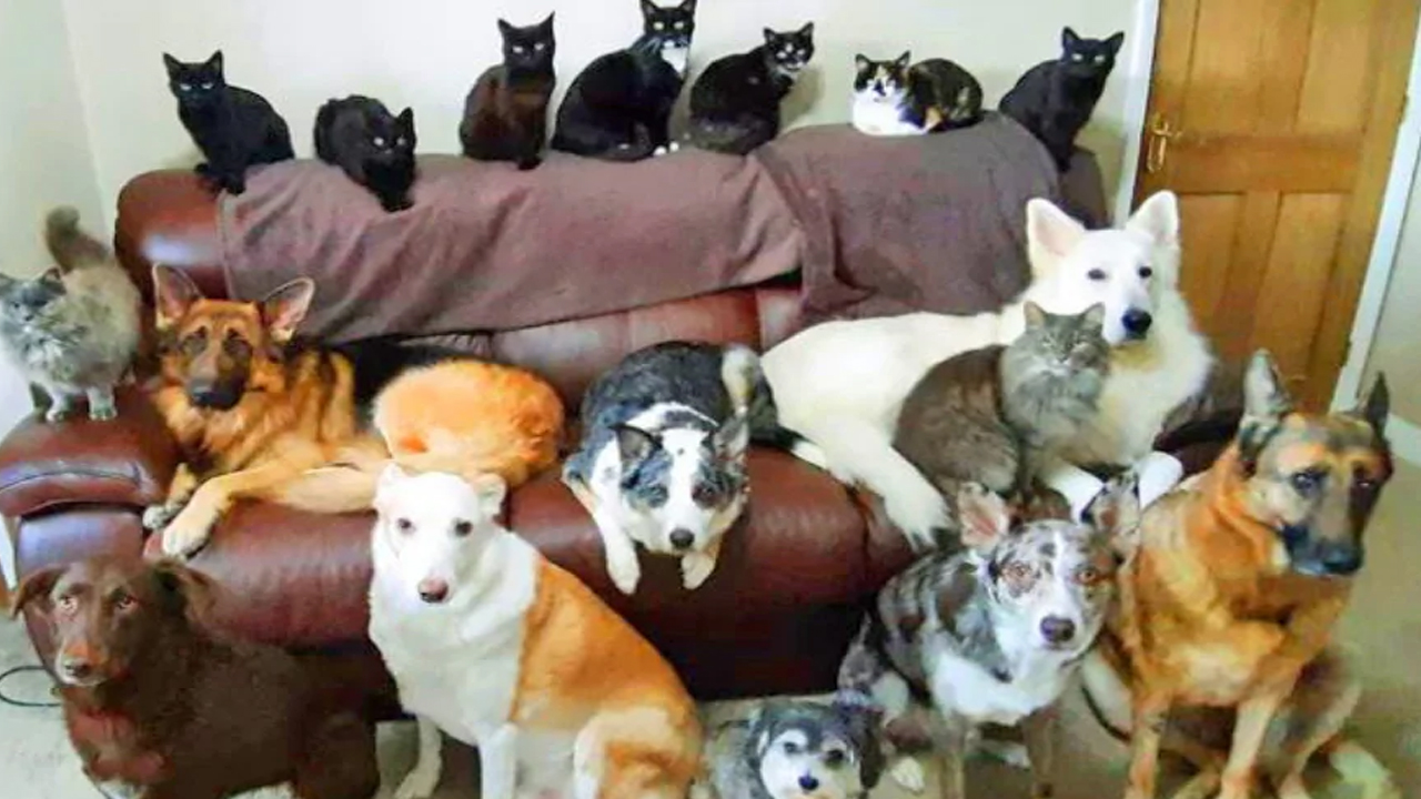 কোন প্রাণীগুলো কখনোই একসঙ্গে পোষা ঠিক হবে না?