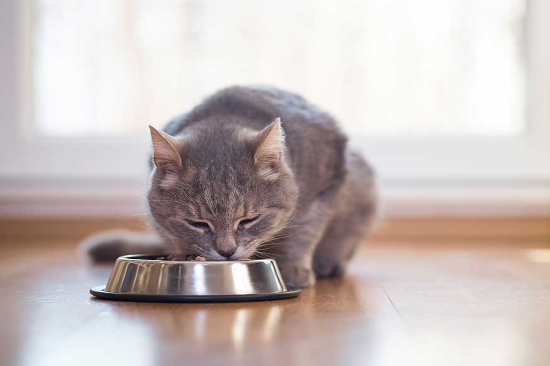 নতুন বেড়াল পোষার আগে কয়েকটি বিষয় জেনে রাখুন