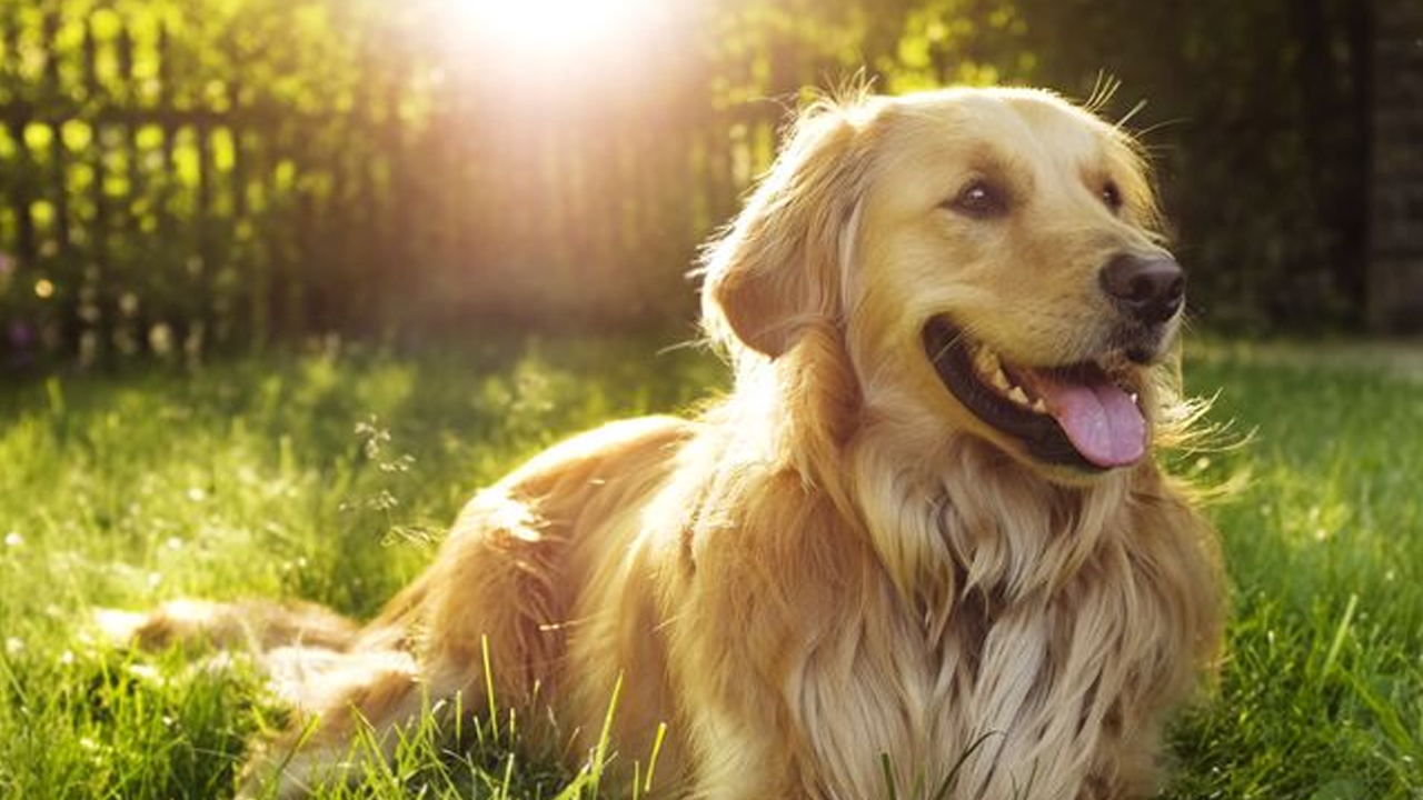 জেনে নিন গরমে কুকুরের যত্ন নেবেন কিভাবে