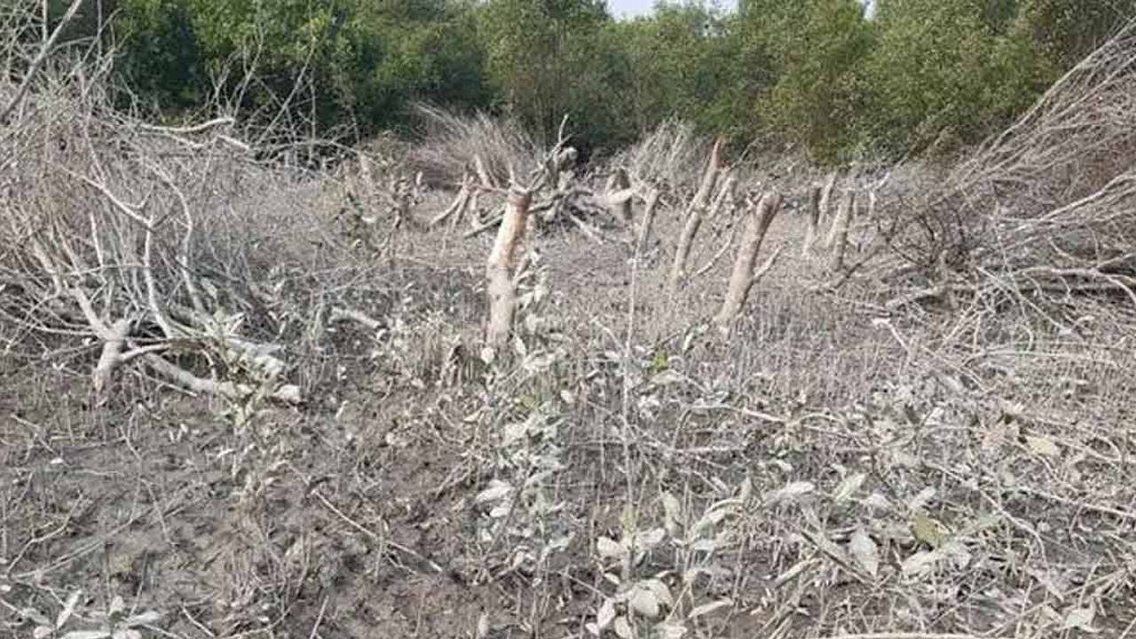 ম্যানগ্রোভ আজ সংকটে, বাঁচাতে হবে আমাদেরই ﻿