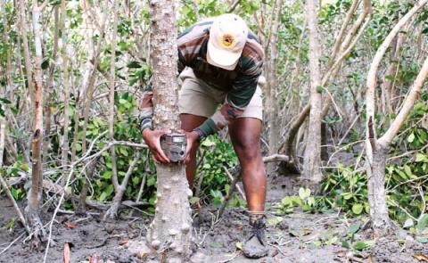 বাঘ গণনায় সুন্দরবনে বসবে ১১৬৪ টি ক্যামেরা