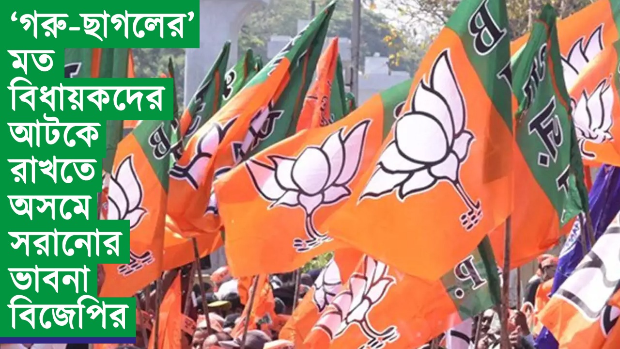 ‘গরু-ছাগলের’ মত বিধায়কদের আটকে রাখতে অসমে সরানোর ভাবনা বিজেপির