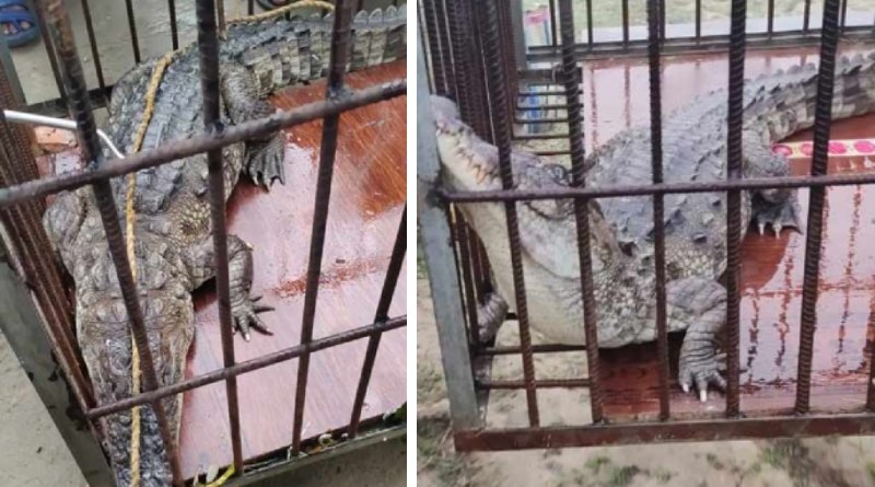 মাছের পরিবর্তে জালে ধরা পড়ল কুমির! চক্ষু চড়ক গাছ নন্দীগ্রামের মৎস্যজীবীর