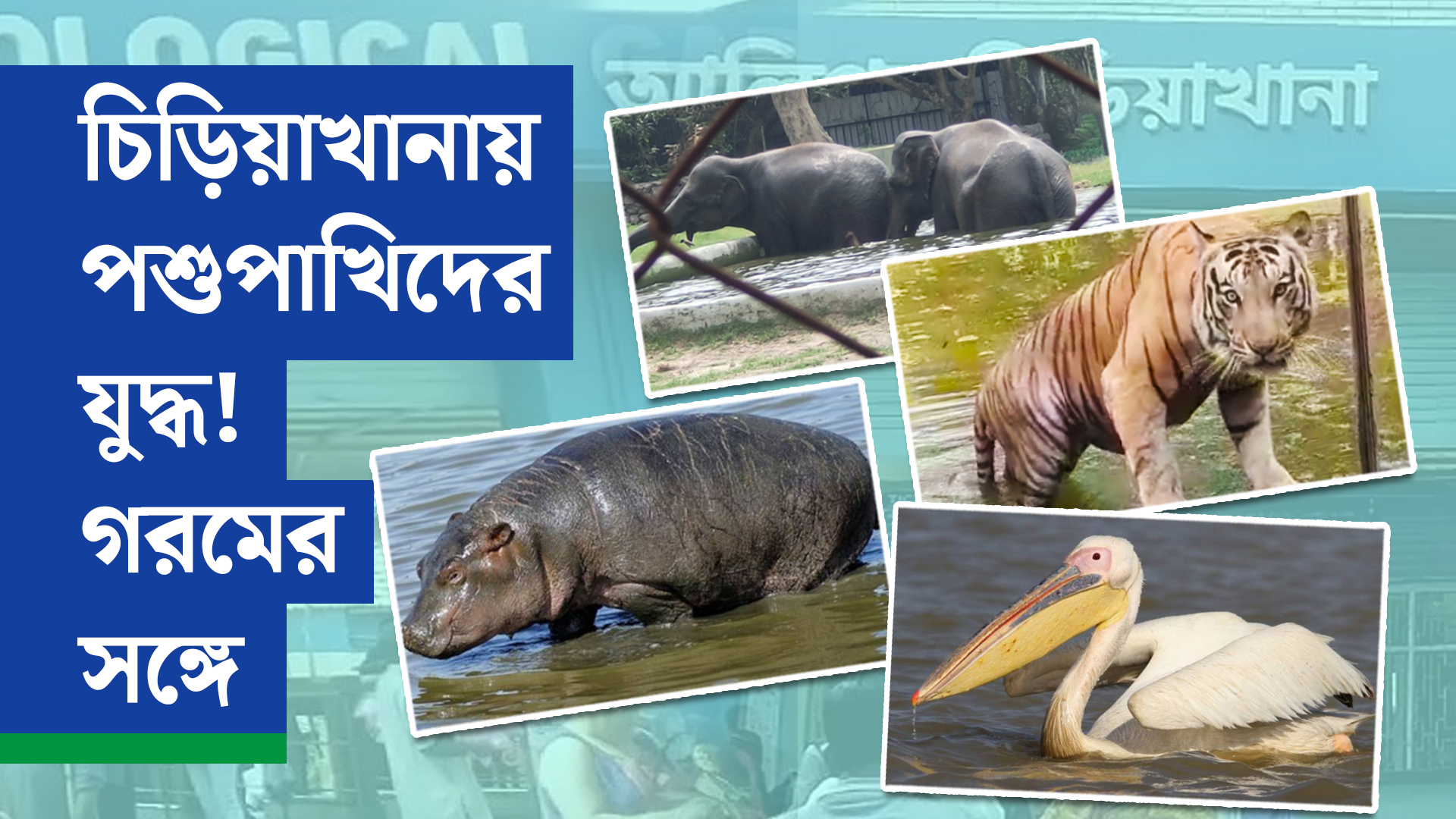 গরমে জেরবার বঙ্গবাসী, কেমন আছে চিড়িয়াখানার বাসিন্দারা?