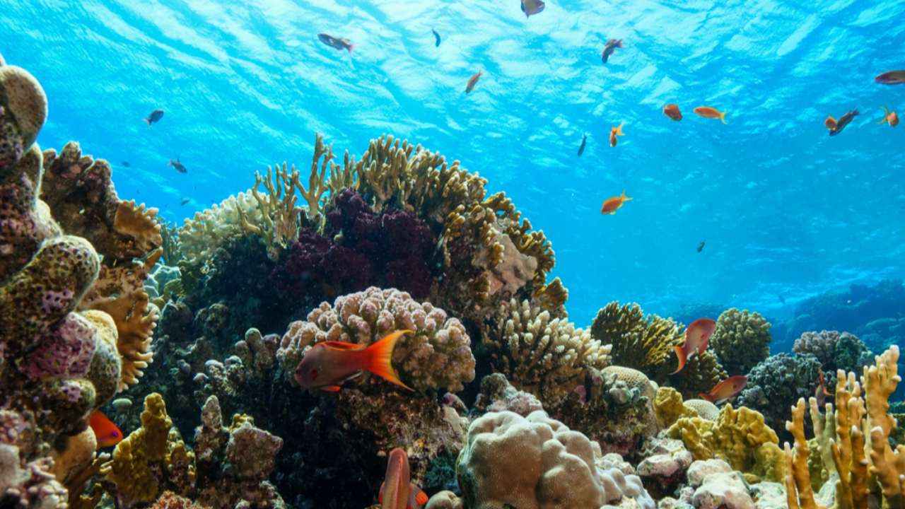 World Oceans Day 2023: জেনে নিন নীল সাগরের কিছু অজানা রহস্য