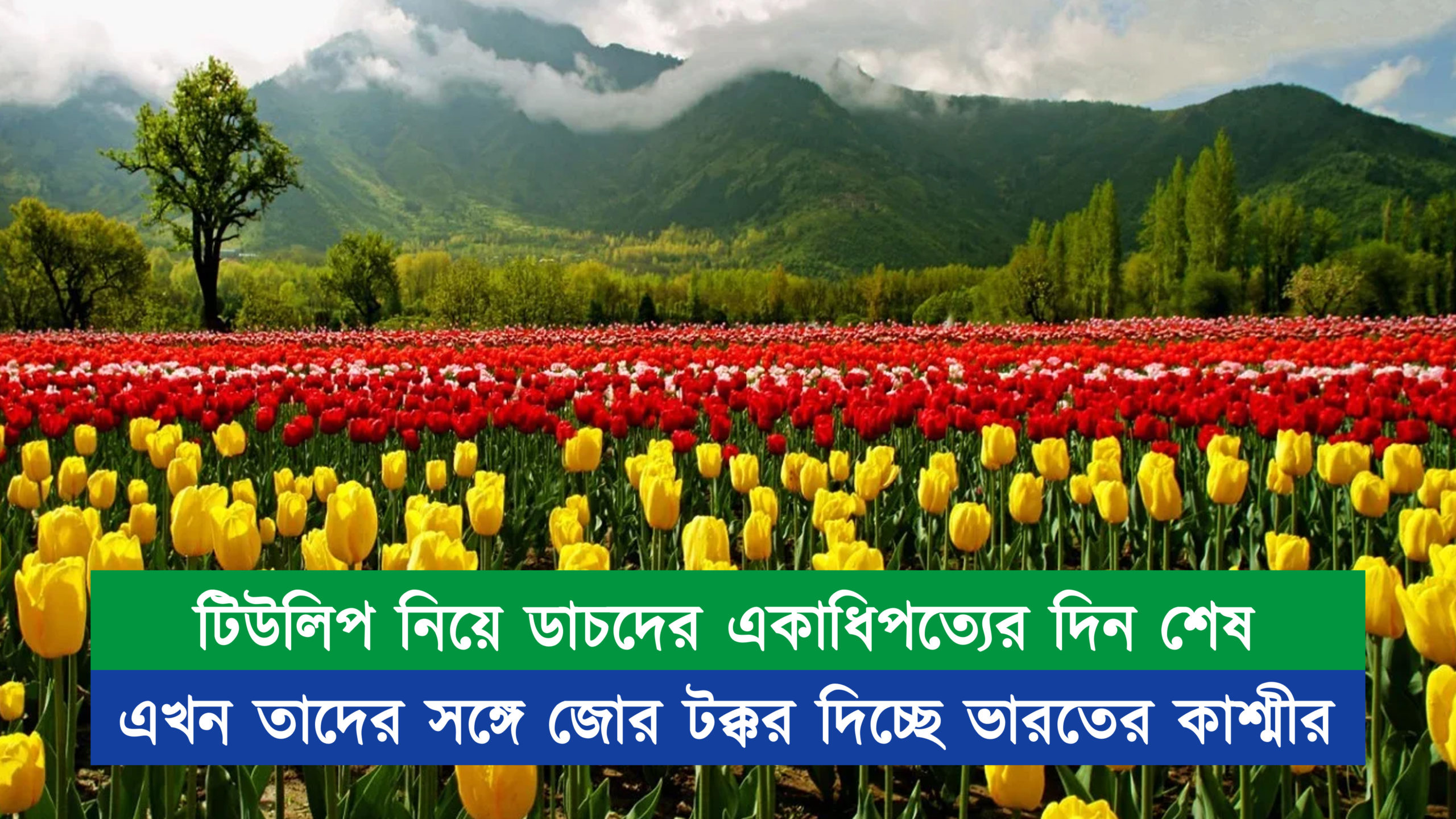 টিউলিপ নিয়ে ডাচদের একাধিপত্যের দিন শেষ, জোর টক্করে ভারতের কাশ্মীর