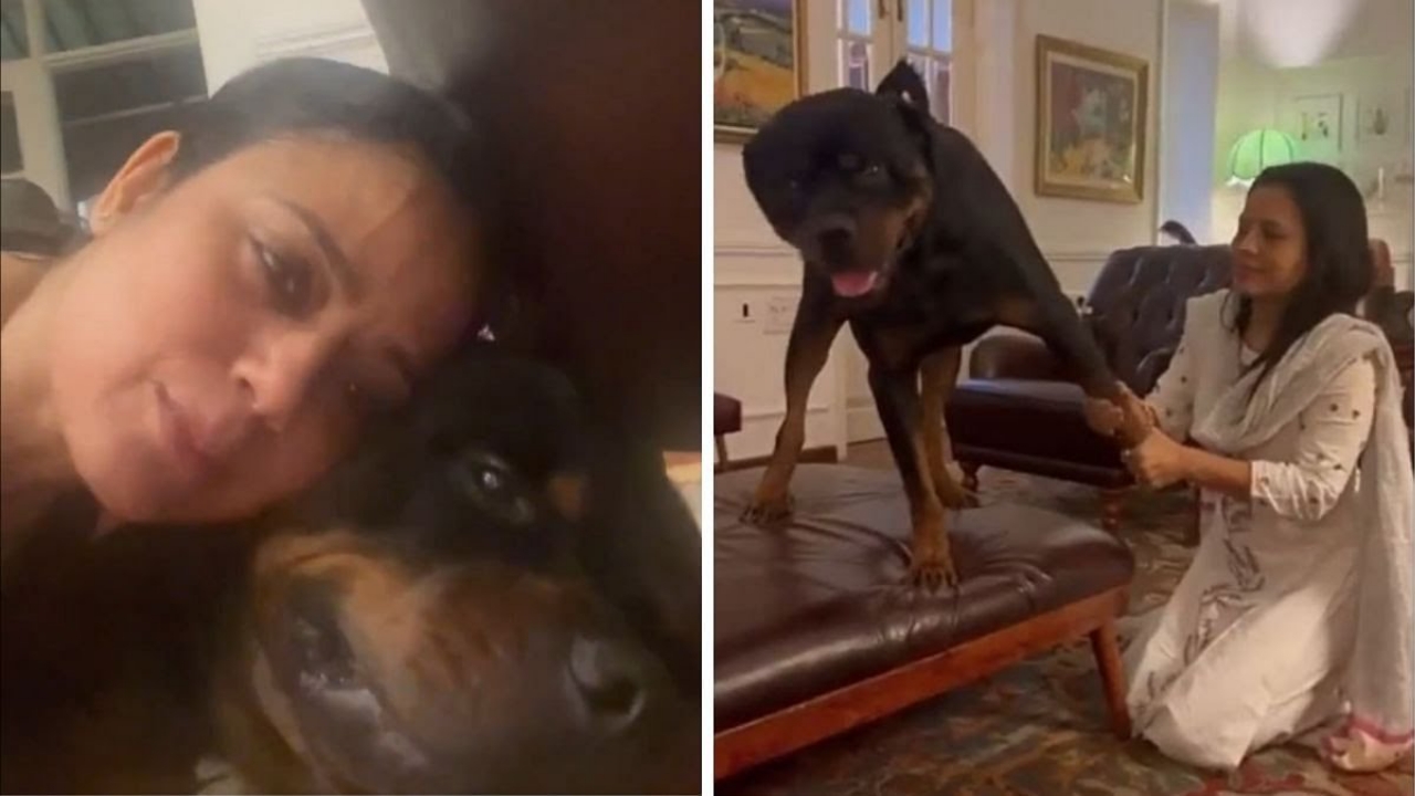 দড়ি টানাটানিতে রাজনৈতিক লড়াইয়ের ময়দানে হেনরি, সারাদিন কী কী করে সে?