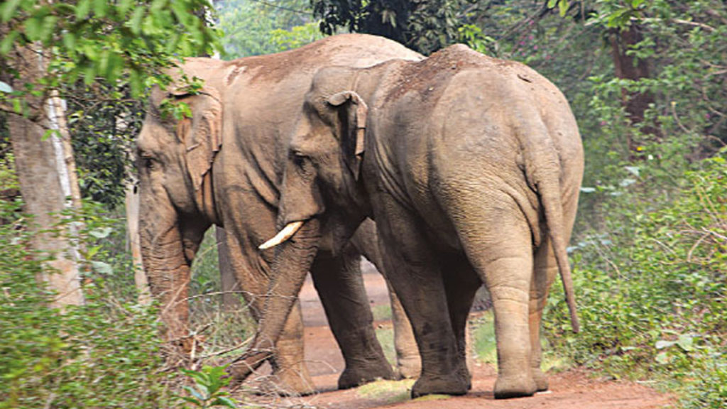 খাবারের খোঁজে বাগডোগরা জঙ্গল ছেড়ে লোকালয়ে ‘ঢঙ্গীবাবা’