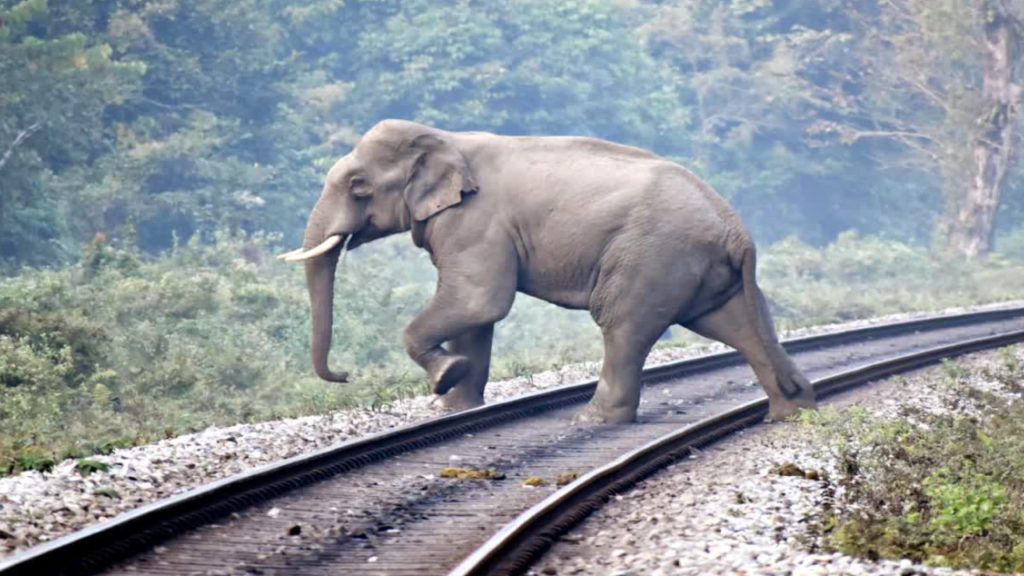 ট্রেন চালকের তৎপরতায় বাঁচল হাতির দল, দেখুন ভিডিও