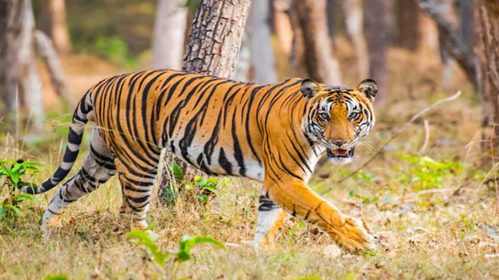 ফের বাঘের আতঙ্ক বেলপাহাড়িতে, গ্রামবাসীদের একা একা জঙ্গলে না যাওয়ার পরামর্শ