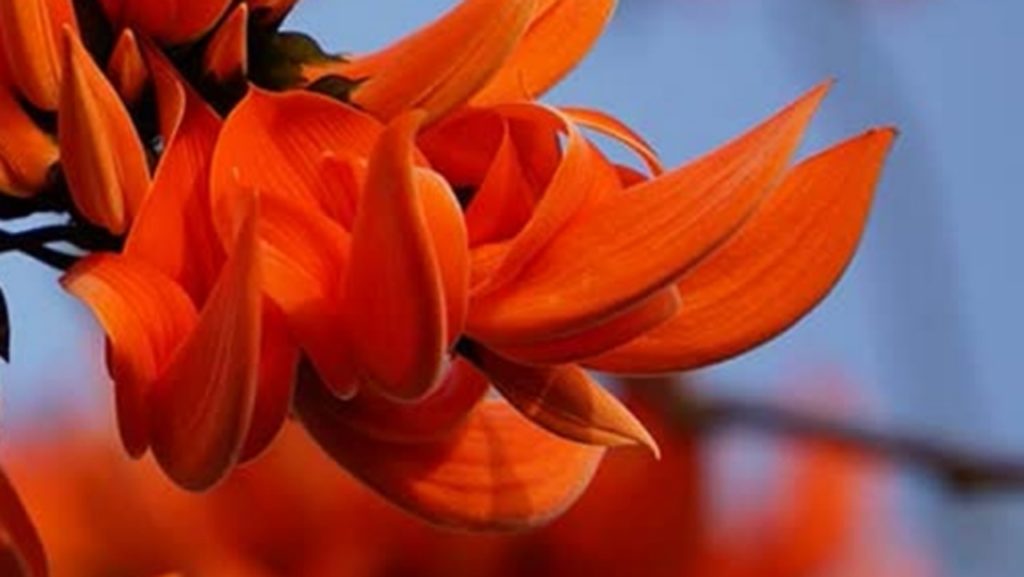 এবছর পলাশের কুঁড়ি দিয়েই সারতে হবে বাগদেবীর আরাধনা