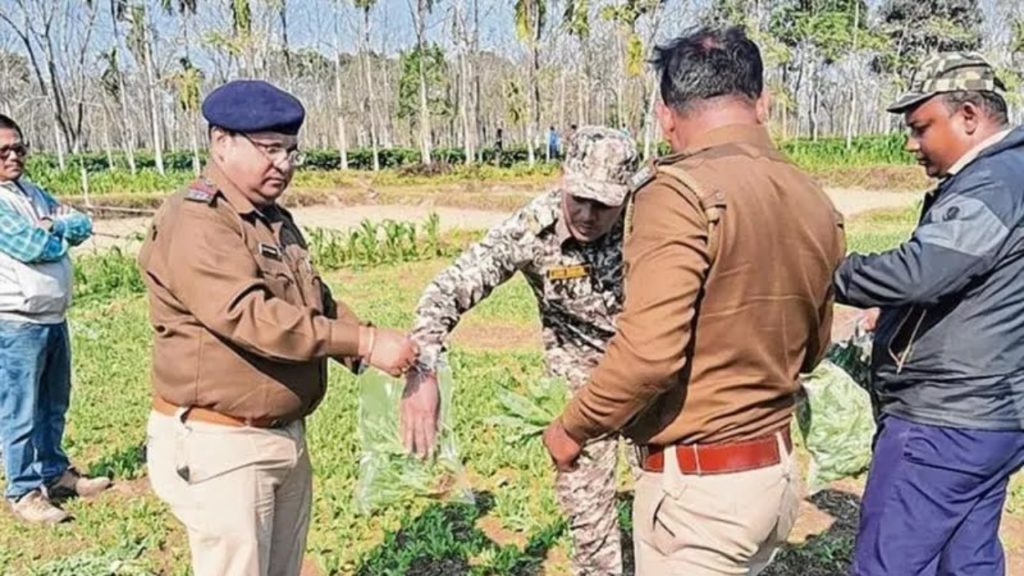 আলিপুরদুয়ারে পোস্ত খেত খুঁজতে ড্রোনের সাহায্য নিল পুলিস