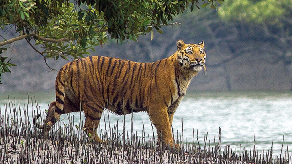 সুন্দরবনে রয়্যাল বেঙ্গল টাইগারের সংখ্যা সেঞ্চুরি পার! কী বলছে শুমারির তথ্য?