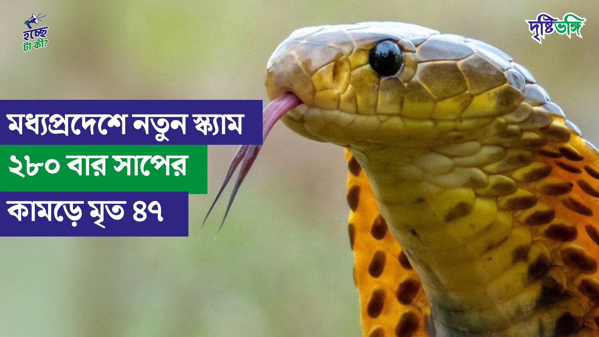 ডাবল ইঞ্জিন রাজ্যে সাপের কামড়ে ২৮০ বার মৃত্যু ৪৭ জনের! মধ্যপ্রদেশে Scam!