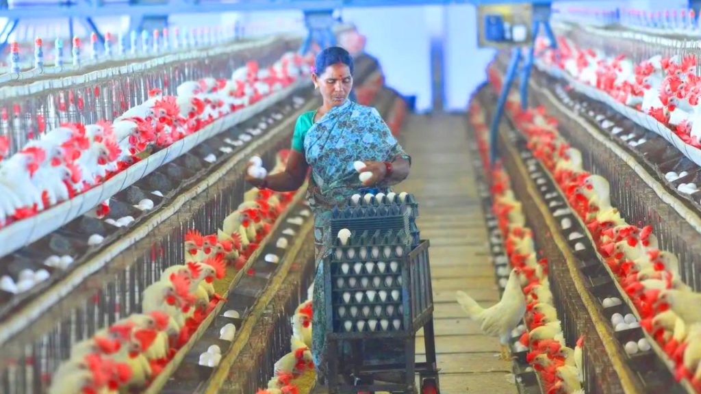 ডিম উৎপাদনে জাতীয় গড়কে পিছনে ফেলে এগিয়ে বাংলা