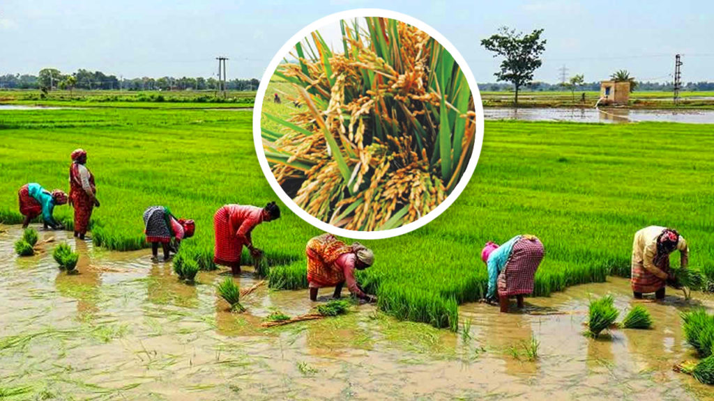 জমিতে জল জমলেও ফলবে ধান, বাংলার কৃষকদের জন্য কী উদ্যোগ ওয়েস্ট বেঙ্গল বায়োডাইভারসিটি বোর্ডের?