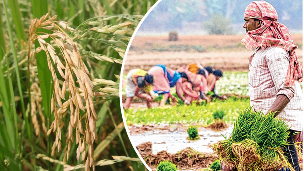 ধান উৎপাদনে শীর্ষে বাংলা