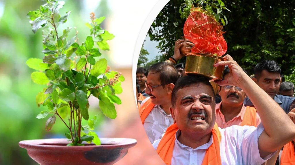 ‘তুলসী গাছ’ থেকে বিভাজনের রাজনীতি: হিন্দু ধর্মের পবিত্র প্রতীক যে ভাবে বিজেপির সাম্প্রদায়িক অস্ত্র হয়ে উঠল