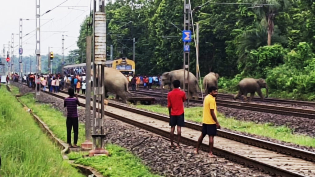 ঝাড়গ্রামে ট্রেনের ধাক্কায় হাতির মৃত্যু, রেল ভূমিকায় প্রশ্ন বন দপ্তরের