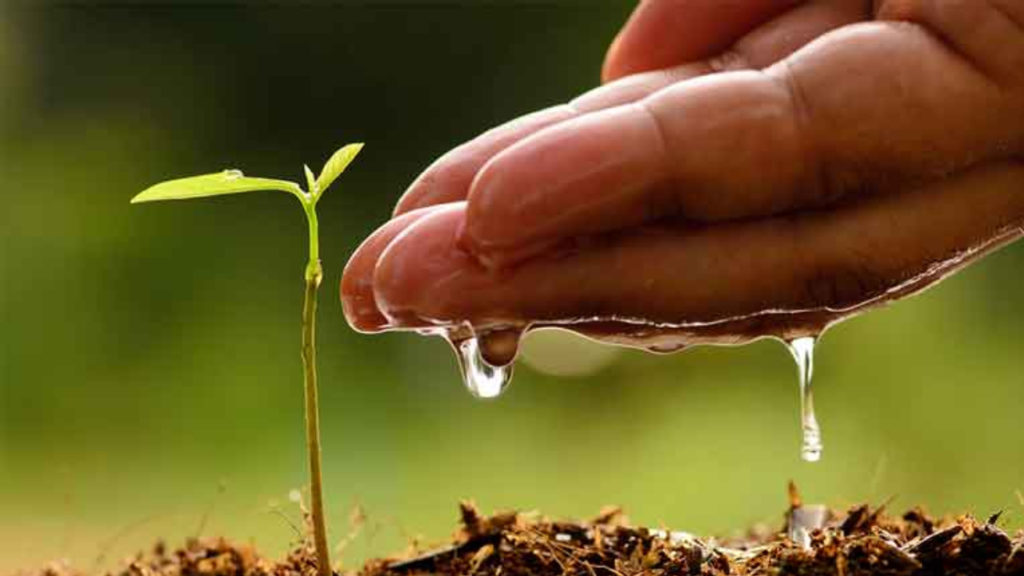 বনমহোৎসব ২০২৫: রাজ্যজুড়ে উদ্‌যাপিত হচ্ছে সবুজ উৎসব, মমতার গানেই বার্তা প্রকৃতি রক্ষার