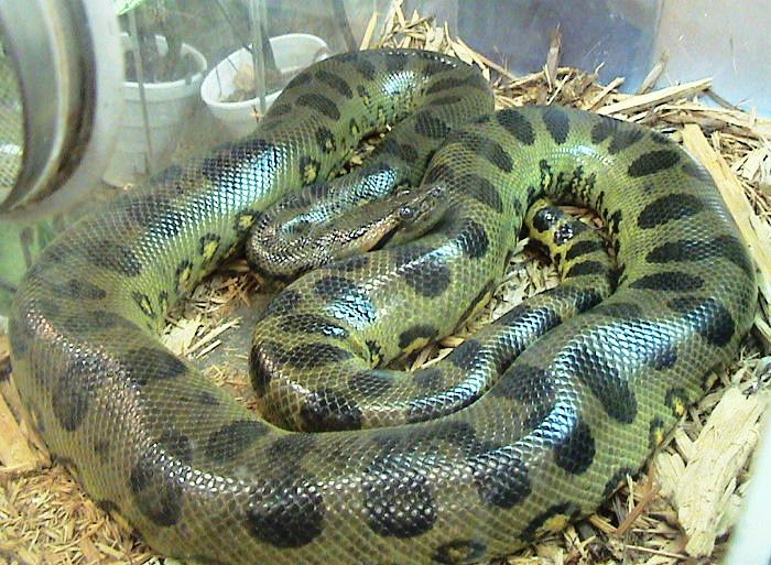 Alipore Zoo will showcase a pair of rare Green Anacondas