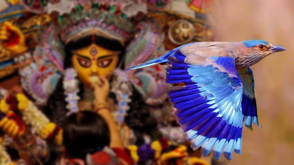 দশমীতে বিসর্জনের আগে কেন নীলকণ্ঠ পাখি ওড়ানো হত?
