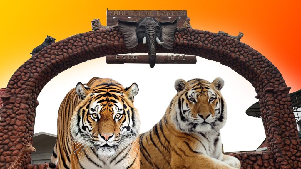 Tigress Death in Alipore Zoo: দু’দিনে দুটি বাঘিনীর মৃত্যু চিড়িয়াখানায়