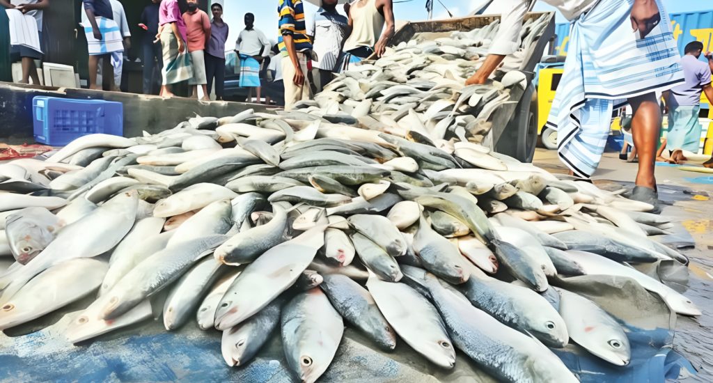 পুজোর আগে ভারতে ইলিশ উপহার, তবে সৌজন্য-রপ্তানিতে কাটছাঁট বাংলাদেশের