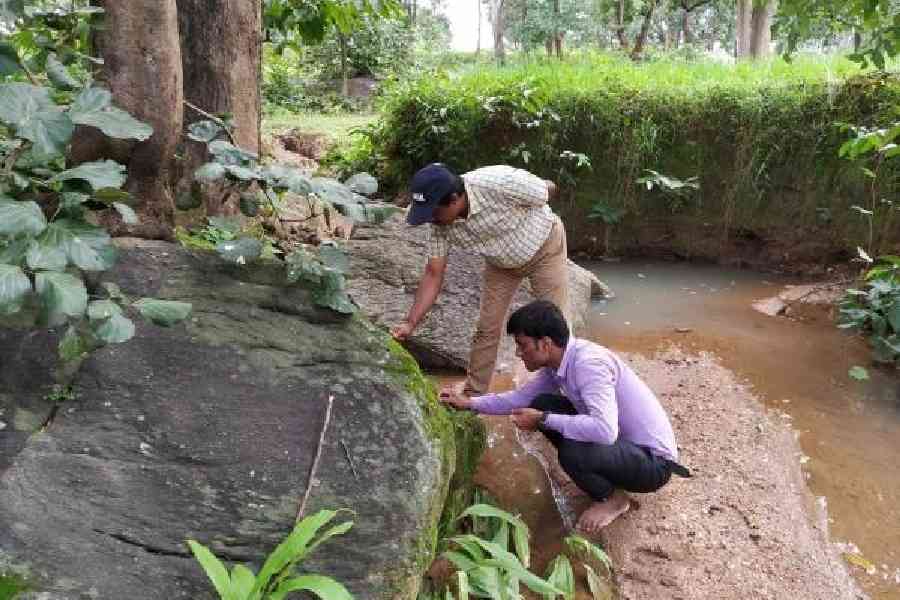 বিদ্যাসাগরের নামে নামকরণ হল অযোধ্যা পাহাড়ে আবিষ্কৃত নতুন উদ্ভিদ প্রজাতির