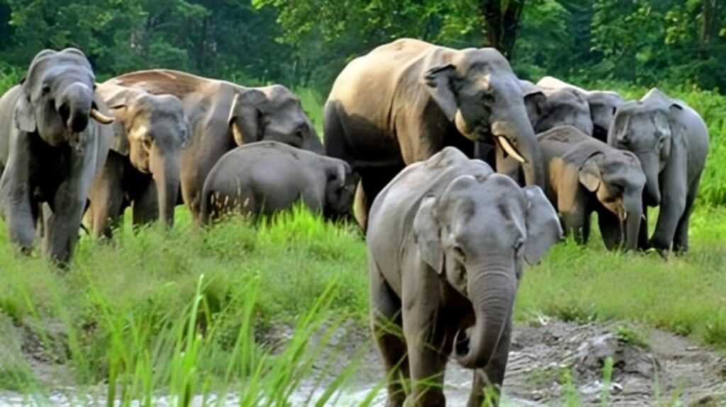আজ থেকে পর্যটকদের জন্য খুলে গেল জলদাপাড়া জাতীয় উদ্যান, চালু সাফারিও