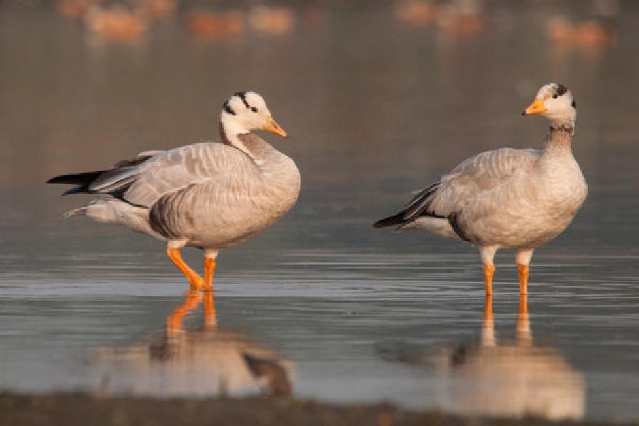 শীতের দাপট শুরুর আগেই জলপাইগুড়িতে ভিড় পরিযায়ী পাখিদের