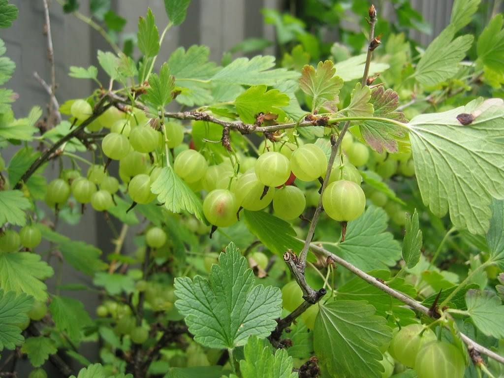 প্রতিদিনের খাদ্যতালিকায় রাখুন আমলকি — শরীর থাকবে সুস্থ, মন থাকবে প্রফুল্ল