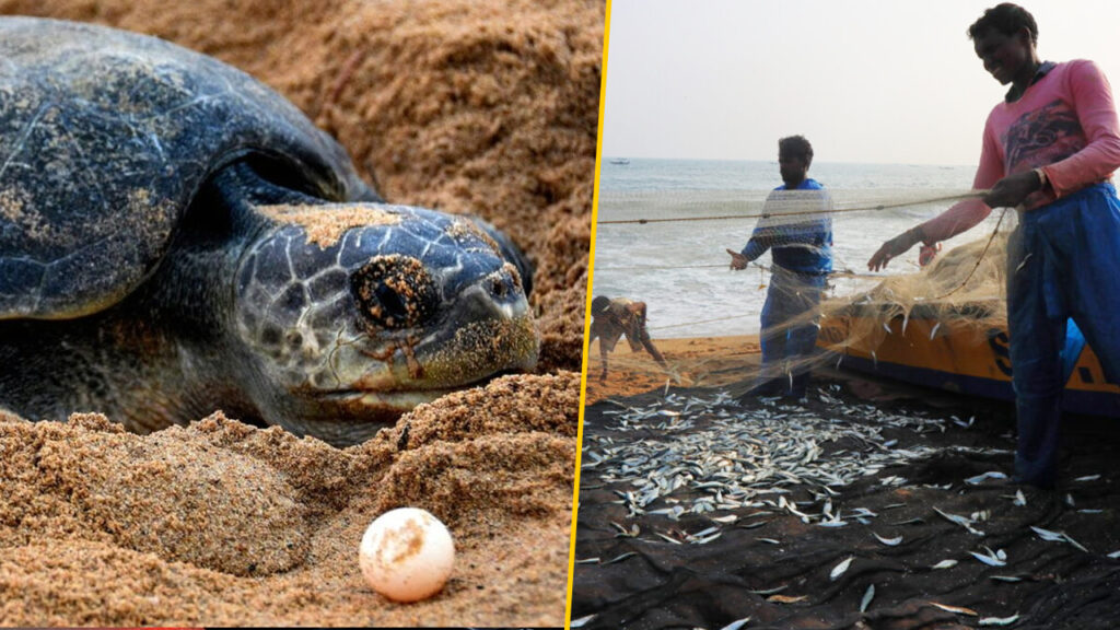 অলিভ রিডলে কচ্ছপ বাঁচাতে ৭ মাস মাছ ধরার ওপর নিষেধাজ্ঞা ওড়িশায়