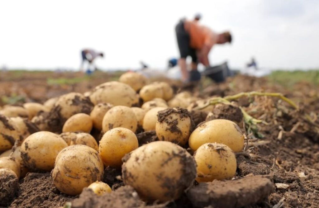 বাড়ল আলু সংরক্ষণের সময়, কৃষকদের স্বার্থে সিদ্ধান্ত রাজ্যের