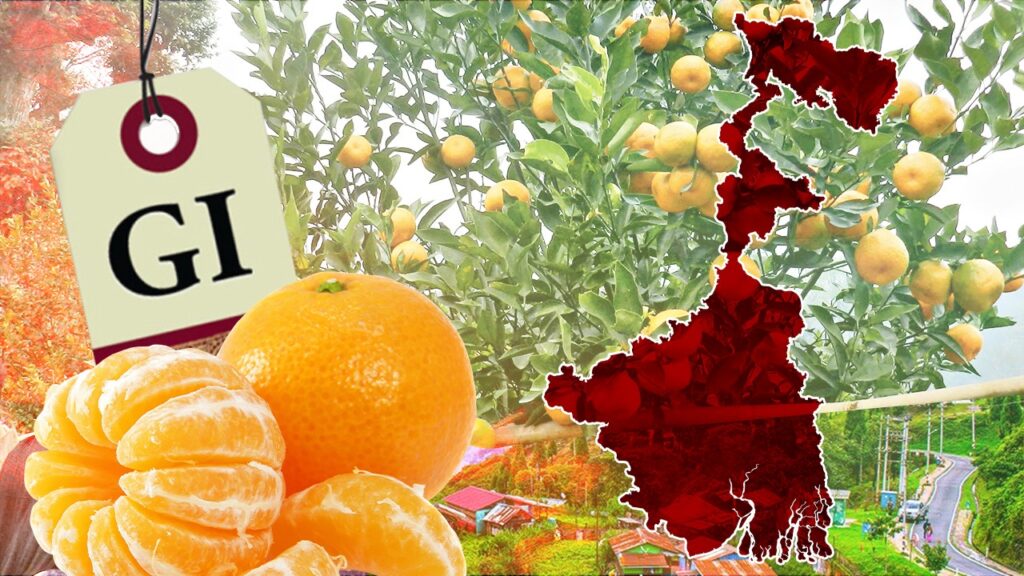 বাংলার মুকুটে নয়া পালক! দার্জিলিংয়ের কমলা লেবুর GI Tag জয়