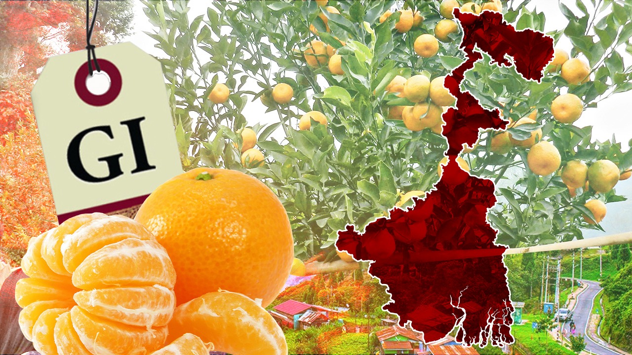 বাংলার মুকুটে নয়া পালক! দার্জিলিংয়ের কমলা লেবুর GI Tag জয়