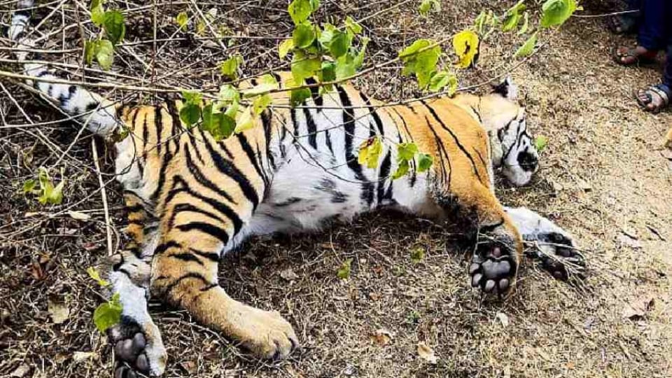মধ্যপ্রদেশে ফের বাঘের মৃত্যু, ২০২৫ সালে সংখ্যা বেড়ে ৫৫