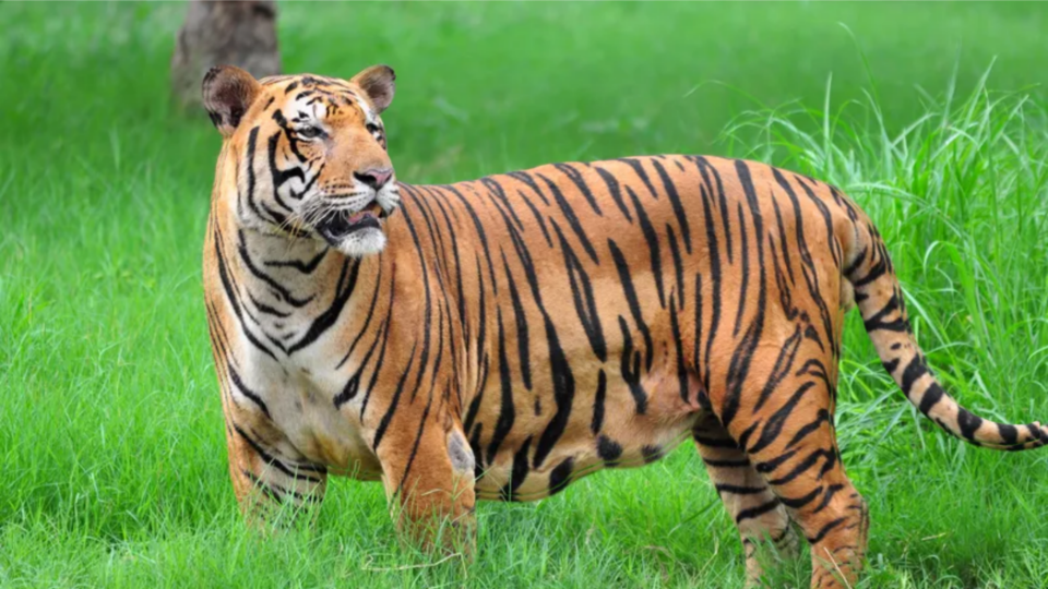 নতুন বছরেই বাঘের খোঁজে তল্লাশি, উত্তরবঙ্গের তিন জঙ্গলে শুরু হচ্ছে ব্যাঘ্রশুমারি