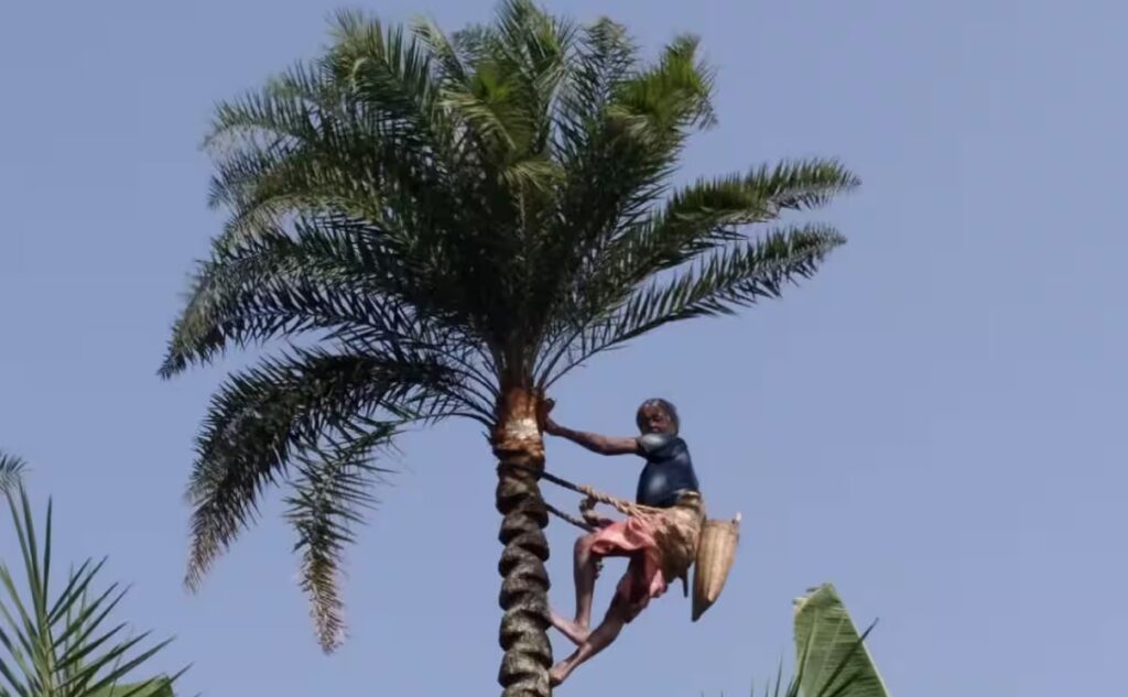 শীত মানেই খেজুর গুড়! কিন্তু ভেজালের যুগে খাঁটি গুড় চিনবেন কিভাবে? জেনে নিন খেজুর গুড় চেনার সহজ উপায়