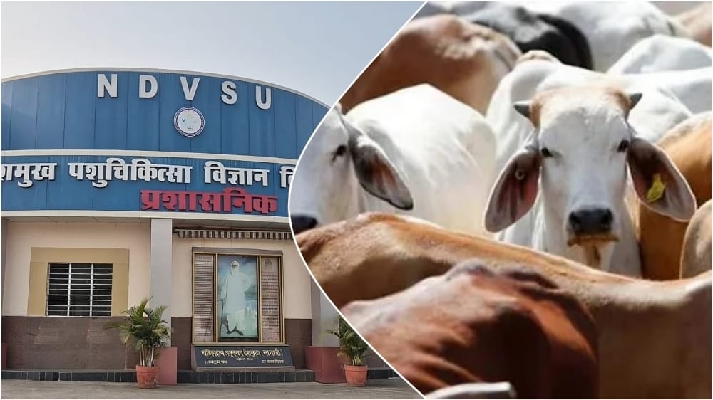 ক্যানসার নিরাময়ে গো-গবেষণা, কোটি কোটি টাকা নয়ছয়ের অভিযোগ ডবল ইঞ্জিন মধ্যপ্রদেশে