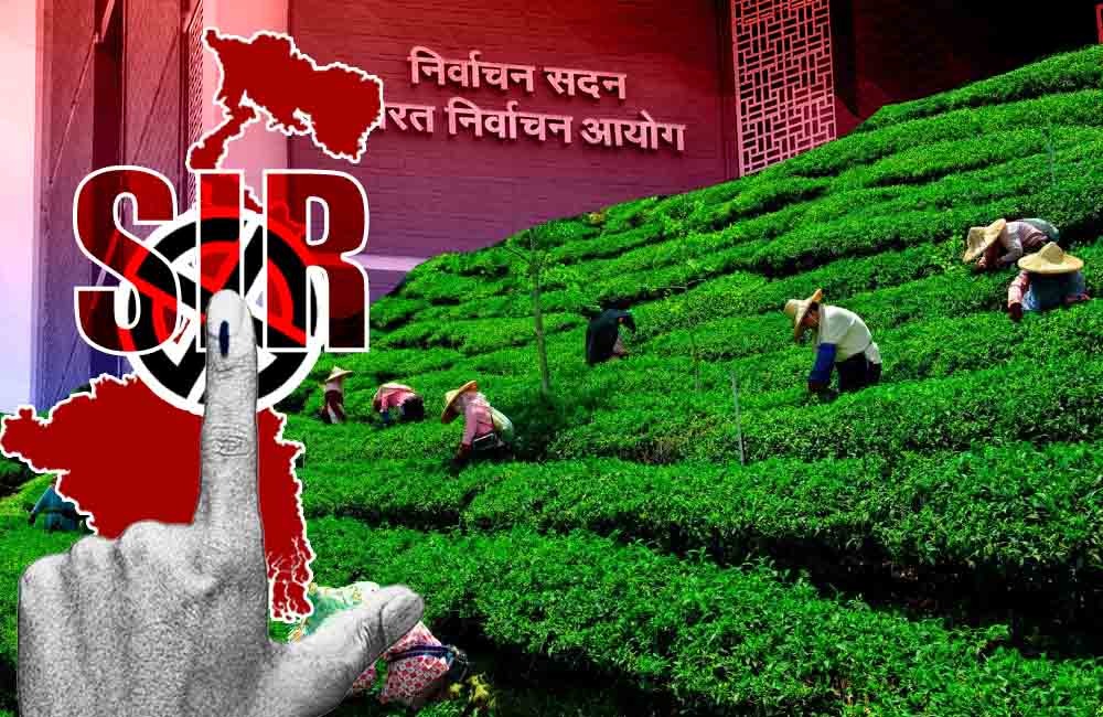 SIR in Bengal: চা শ্রমিকদের ক্ষেত্রে কাজ করার নথিকে মান্যতা কমিশনের