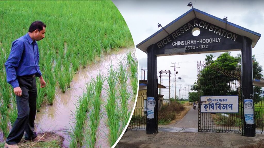 খরা ও বন্যাতেও হবে বাম্পার ফলন! বাংলার চাষিদের জন্য ৪টি জাদুকরী ধানের ভ্যারাইটি আনল রাজ্য